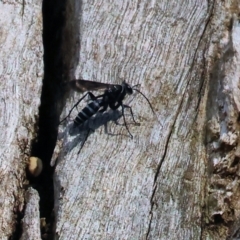 Turneromyia sp. (genus) (Zebra spider wasp) at WREN Reserves - 21 Jan 2023 by KylieWaldon