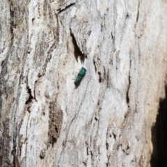 Chrysididae (family) (Cuckoo wasp or Emerald wasp) at WREN Reserves - 20 Jan 2023 by KylieWaldon