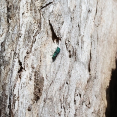 Chrysididae (family) (Cuckoo wasp or Emerald wasp) at Wodonga, VIC - 20 Jan 2023 by KylieWaldon