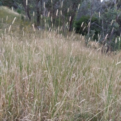 Phalaris aquatica (Phalaris, Australian Canary Grass) at Fadden, ACT - 20 Jan 2023 by KumikoCallaway