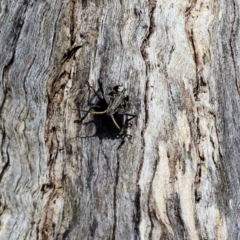 Theseus modestus (Gum tree shield bug) at Wodonga, VIC - 21 Jan 2023 by KylieWaldon