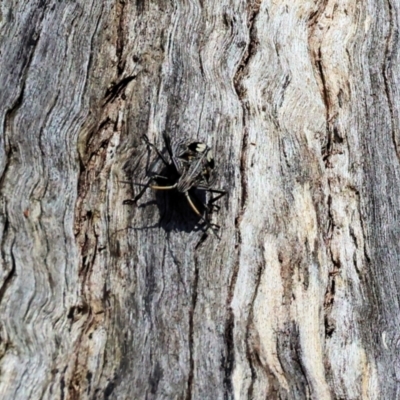 Theseus modestus (Gum tree shield bug) at WREN Reserves - 21 Jan 2023 by KylieWaldon