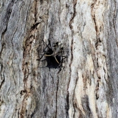 Theseus modestus (Gum tree shield bug) at Wodonga, VIC - 20 Jan 2023 by KylieWaldon
