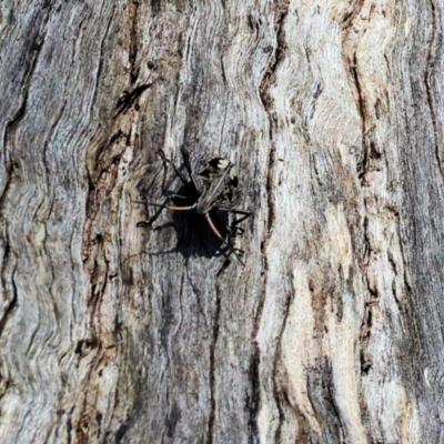 Theseus modestus (Gum tree shield bug) at WREN Reserves - 20 Jan 2023 by KylieWaldon