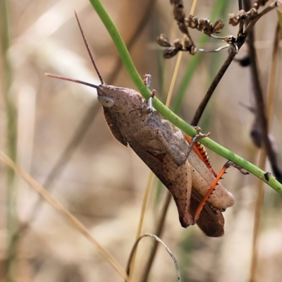 Goniaea australasiae (Gumleaf grasshopper) at Wodonga - 20 Jan 2023 by KylieWaldon