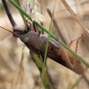 Goniaea australasiae at Wodonga, VIC - 21 Jan 2023