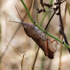 Goniaea australasiae at Wodonga, VIC - 21 Jan 2023