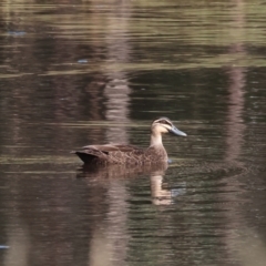 Anas superciliosa (Pacific Black Duck) at Wodonga - 20 Jan 2023 by KylieWaldon