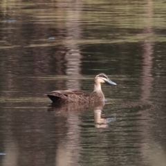 Anas superciliosa (Pacific Black Duck) at Wodonga, VIC - 21 Jan 2023 by KylieWaldon