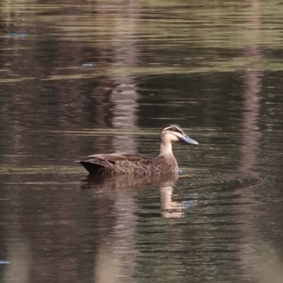Anas superciliosa (Pacific Black Duck) at WREN Reserves - 20 Jan 2023 by KylieWaldon