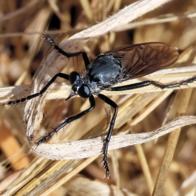 Apothechyla carbo (A robber fly) at Wodonga, VIC - 21 Jan 2023 by KylieWaldon