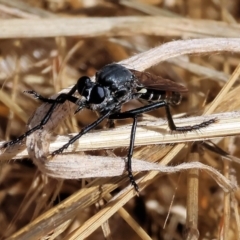 Apothechyla carbo at Wodonga, VIC - 21 Jan 2023 10:04 AM