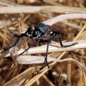 Apothechyla carbo at Wodonga, VIC - 21 Jan 2023 10:04 AM