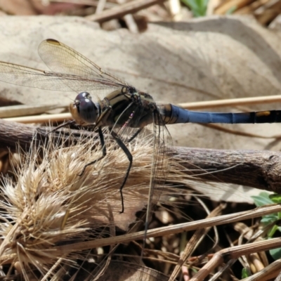 Orthetrum caledonicum (Blue Skimmer) at WREN Reserves - 20 Jan 2023 by KylieWaldon