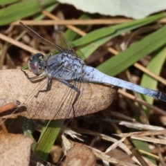 Orthetrum caledonicum (Blue Skimmer) at WREN Reserves - 21 Jan 2023 by KylieWaldon