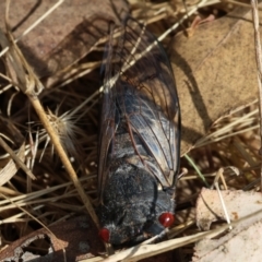 Psaltoda moerens (Redeye cicada) at Wodonga, VIC - 21 Jan 2023 by KylieWaldon