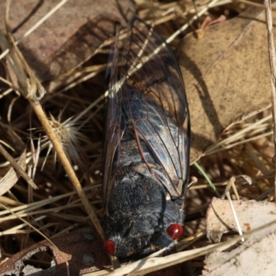 Psaltoda moerens (Redeye cicada) at Wodonga - 20 Jan 2023 by KylieWaldon
