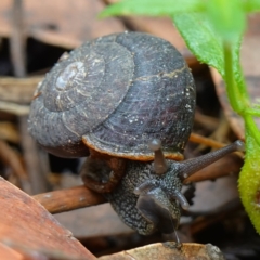 Pommerhelix mastersi (Merimbula Woodland Snail) at Jerrawangala National Park - 20 Jan 2023 by RobG1