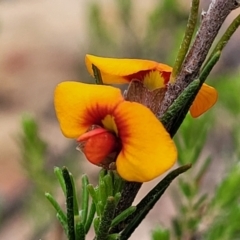 Dillwynia sericea (Egg And Bacon Peas) at Carwoola, NSW - 21 Jan 2023 by trevorpreston