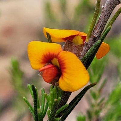 Dillwynia sericea (Egg And Bacon Peas) at Carwoola, NSW - 20 Jan 2023 by trevorpreston