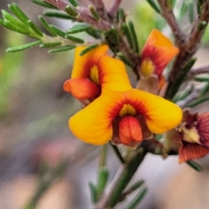 Dillwynia sericea at Carwoola, NSW - 21 Jan 2023