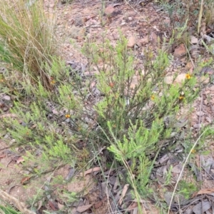 Dillwynia sericea at Carwoola, NSW - 21 Jan 2023