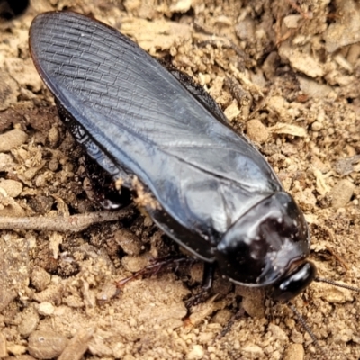 Panesthia australis (Common wood cockroach) at Carwoola, NSW - 21 Jan 2023 by trevorpreston