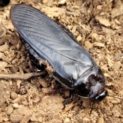 Panesthia sp. (genus) (Wood cockroach) at Carwoola, NSW - 20 Jan 2023 by trevorpreston