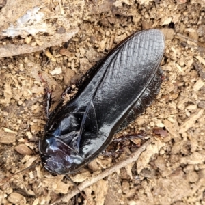 Panesthia australis at Carwoola, NSW - 21 Jan 2023 09:41 AM