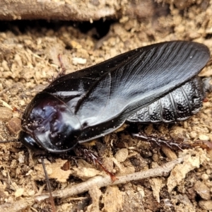 Panesthia australis at Carwoola, NSW - 21 Jan 2023 09:41 AM