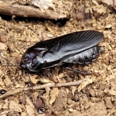 Panesthia australis at Carwoola, NSW - 21 Jan 2023 09:41 AM