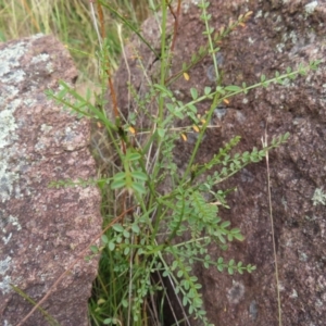 Indigofera adesmiifolia at Pearce, ACT - 21 Jan 2023