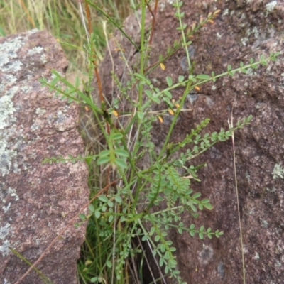 Indigofera adesmiifolia (Tick Indigo) at Pearce, ACT - 21 Jan 2023 by MatthewFrawley