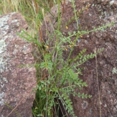 Indigofera adesmiifolia (Tick Indigo) at Mount Taylor - 20 Jan 2023 by MatthewFrawley