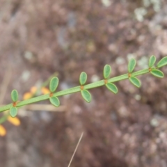 Indigofera adesmiifolia at Pearce, ACT - 21 Jan 2023