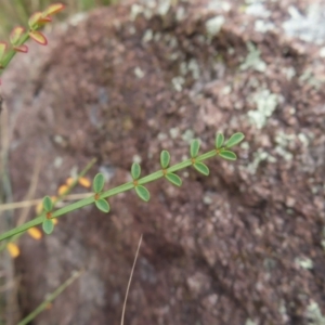 Indigofera adesmiifolia at Pearce, ACT - 21 Jan 2023