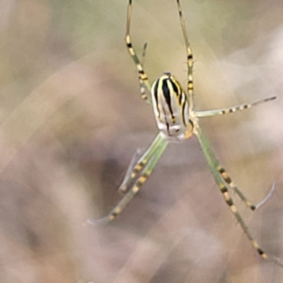 Leucauge dromedaria (Silver dromedary spider) at QPRC LGA - 20 Jan 2023 by trevorpreston