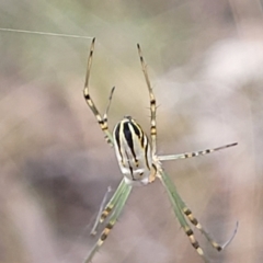 Leucauge dromedaria at Carwoola, NSW - 21 Jan 2023 09:40 AM