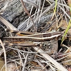 Macrotona australis (Common Macrotona Grasshopper) at Carwoola, NSW - 21 Jan 2023 by trevorpreston
