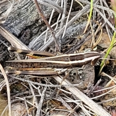 Macrotona australis (Common Macrotona Grasshopper) at Carwoola, NSW - 20 Jan 2023 by trevorpreston