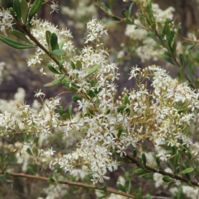 Bursaria spinosa (Native Blackthorn, Sweet Bursaria) at Mount Taylor - 20 Jan 2023 by MatthewFrawley