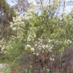 Bursaria spinosa at Pearce, ACT - 21 Jan 2023 10:52 AM