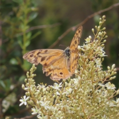 Heteronympha merope (Common Brown Butterfly) at Pearce, ACT - 20 Jan 2023 by MatthewFrawley