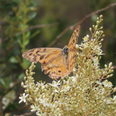 Heteronympha merope (Common Brown Butterfly) at Mount Taylor - 20 Jan 2023 by MatthewFrawley