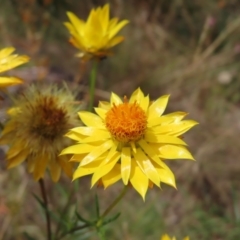 Xerochrysum viscosum (Sticky Everlasting) at Pearce, ACT - 21 Jan 2023 by MatthewFrawley