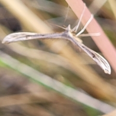 Pterophoridae (family) (A Plume Moth) at Carwoola, NSW - 21 Jan 2023 by trevorpreston