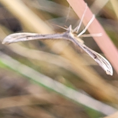 Pterophoridae (family) (A Plume Moth) at Carwoola, NSW - 21 Jan 2023 by trevorpreston