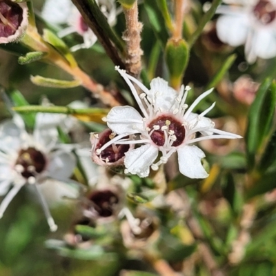 Kunzea ericoides (Burgan) at Carwoola, NSW - 21 Jan 2023 by trevorpreston