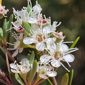 Kunzea ericoides at Carwoola, NSW - 21 Jan 2023 09:35 AM