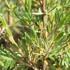 Kunzea ericoides at Carwoola, NSW - 21 Jan 2023